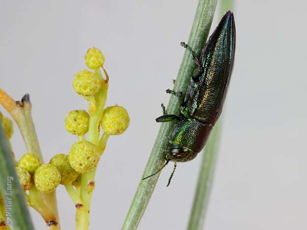 Melobasis obscurella, PL1527, male, on Acacia euthycarpa, EP, 9.7 × 3.5 mm